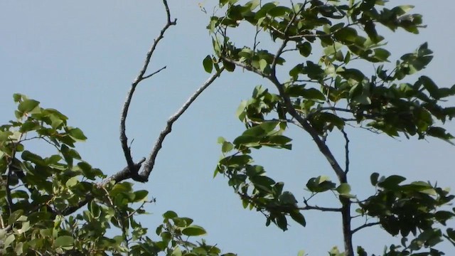 Burchell's Starling - ML631746631