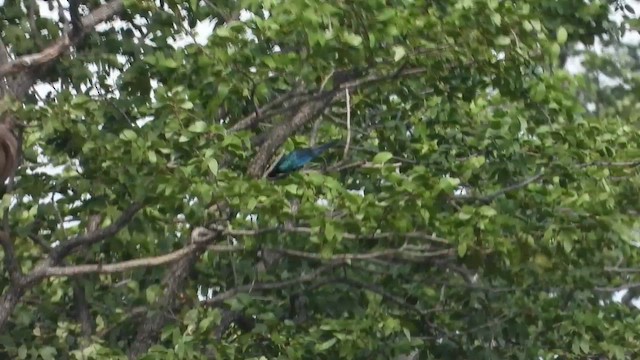 Burchell's Starling - ML631746637
