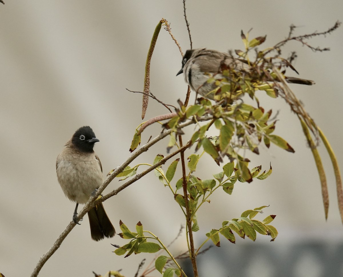 White-spectacled Bulbul - ML631746653