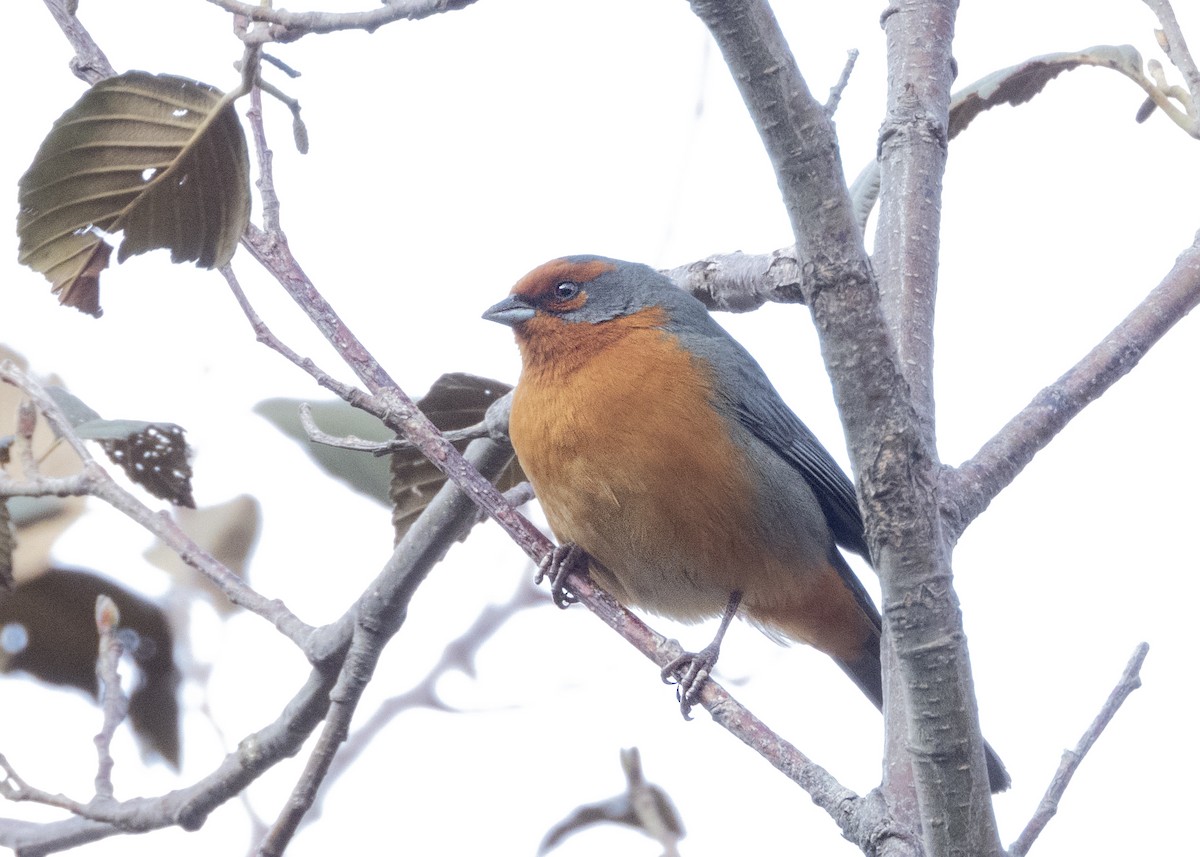 Cochabamba Mountain Finch - ML631746715