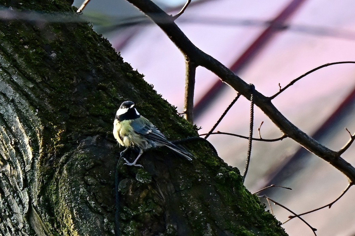 Mésange charbonnière - ML631746717