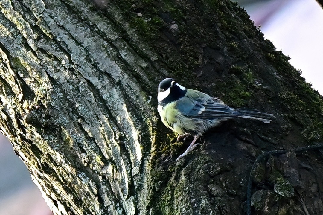 Mésange charbonnière - ML631746718