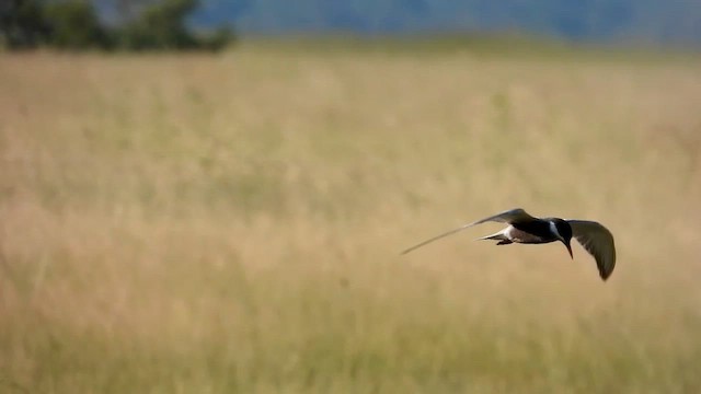 Whiskered Tern - ML631746724
