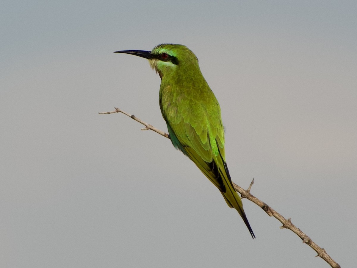 Blue-cheeked Bee-eater - ML631746733