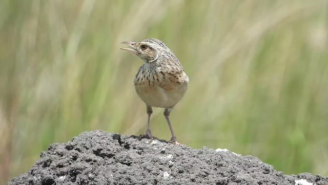 Rufous-naped Lark - ML631746766