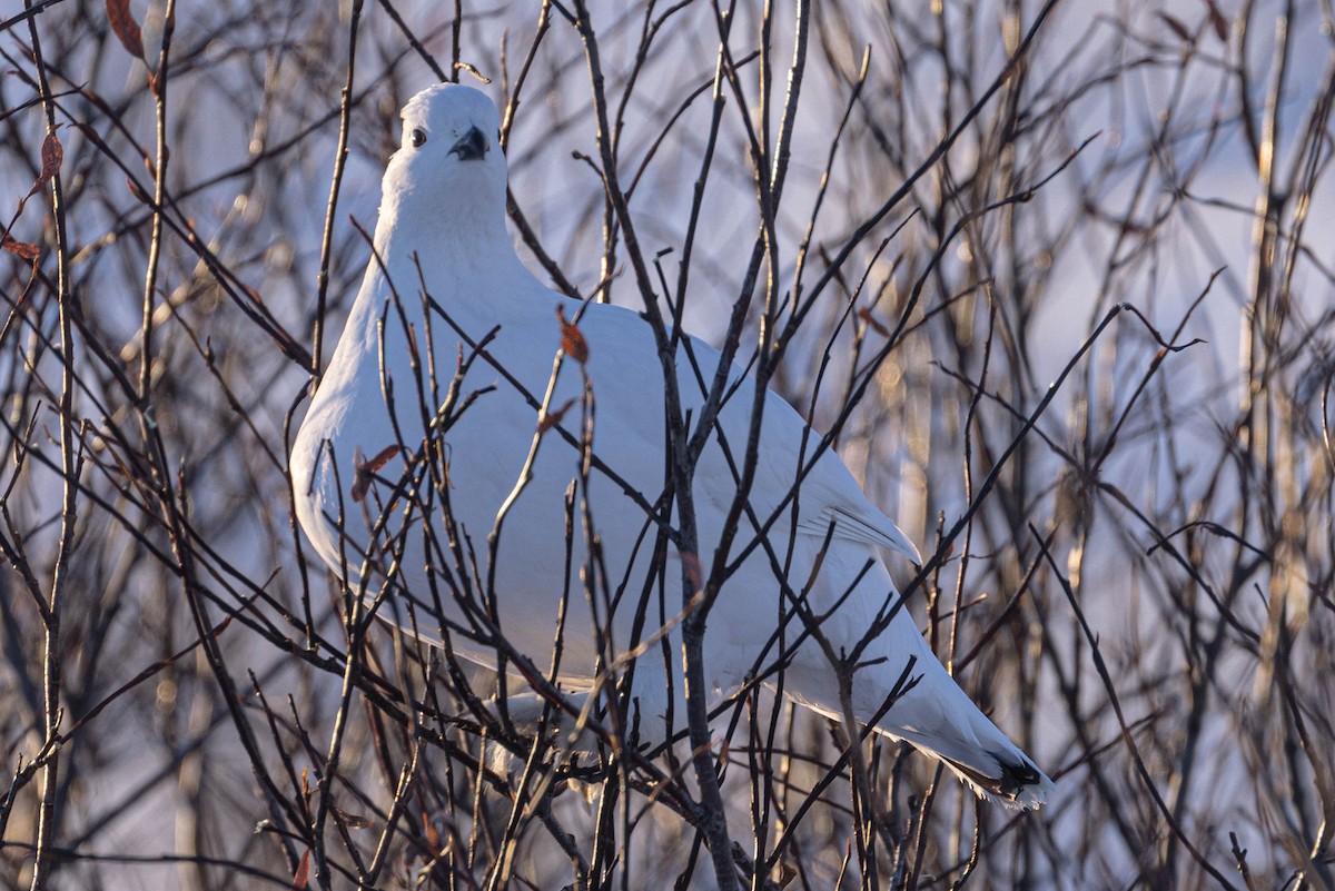 Willow Ptarmigan - ML631746806