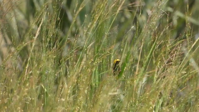 Yellow-crowned Bishop - ML631746813