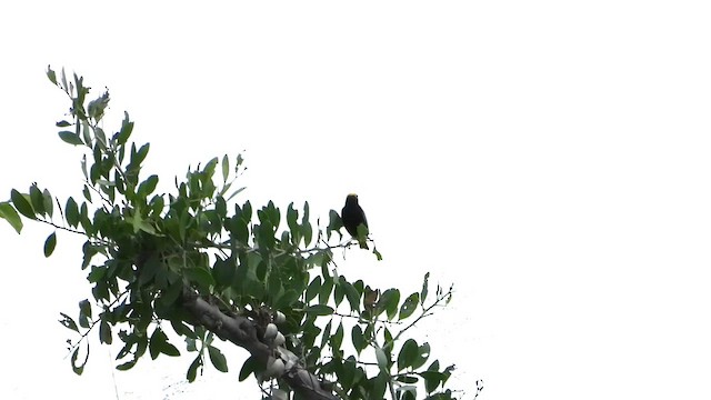 Yellow-crowned Bishop - ML631746814