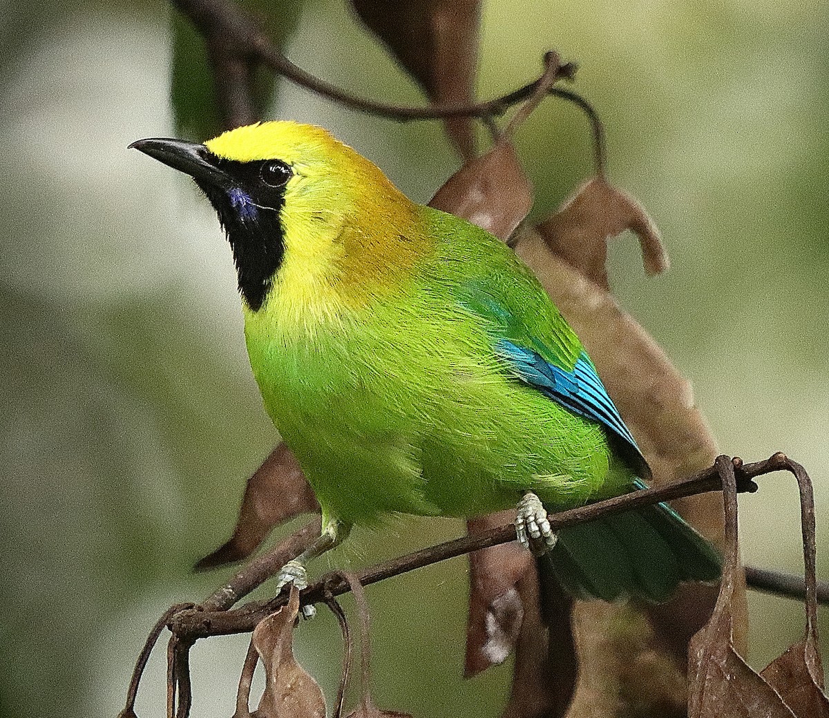 Blue-winged Leafbird - ML631746888