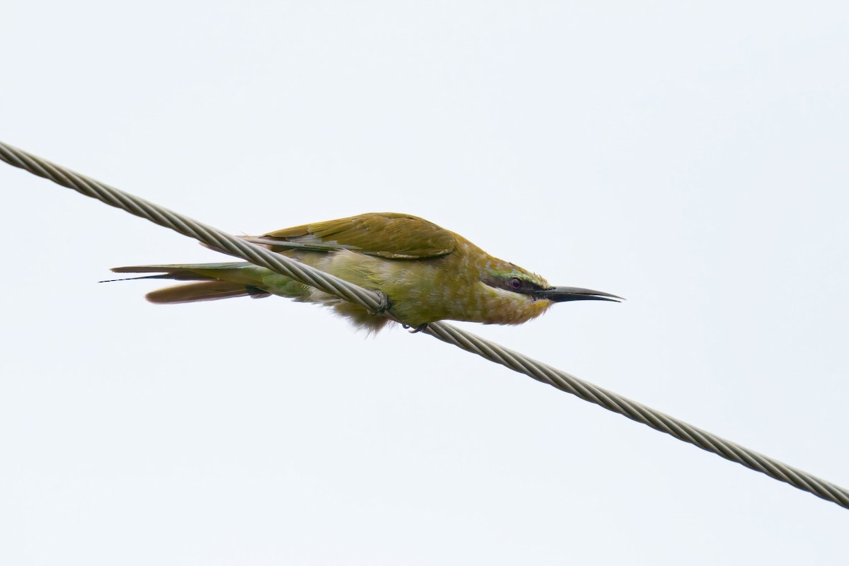 Blue-cheeked Bee-eater - ML631747181