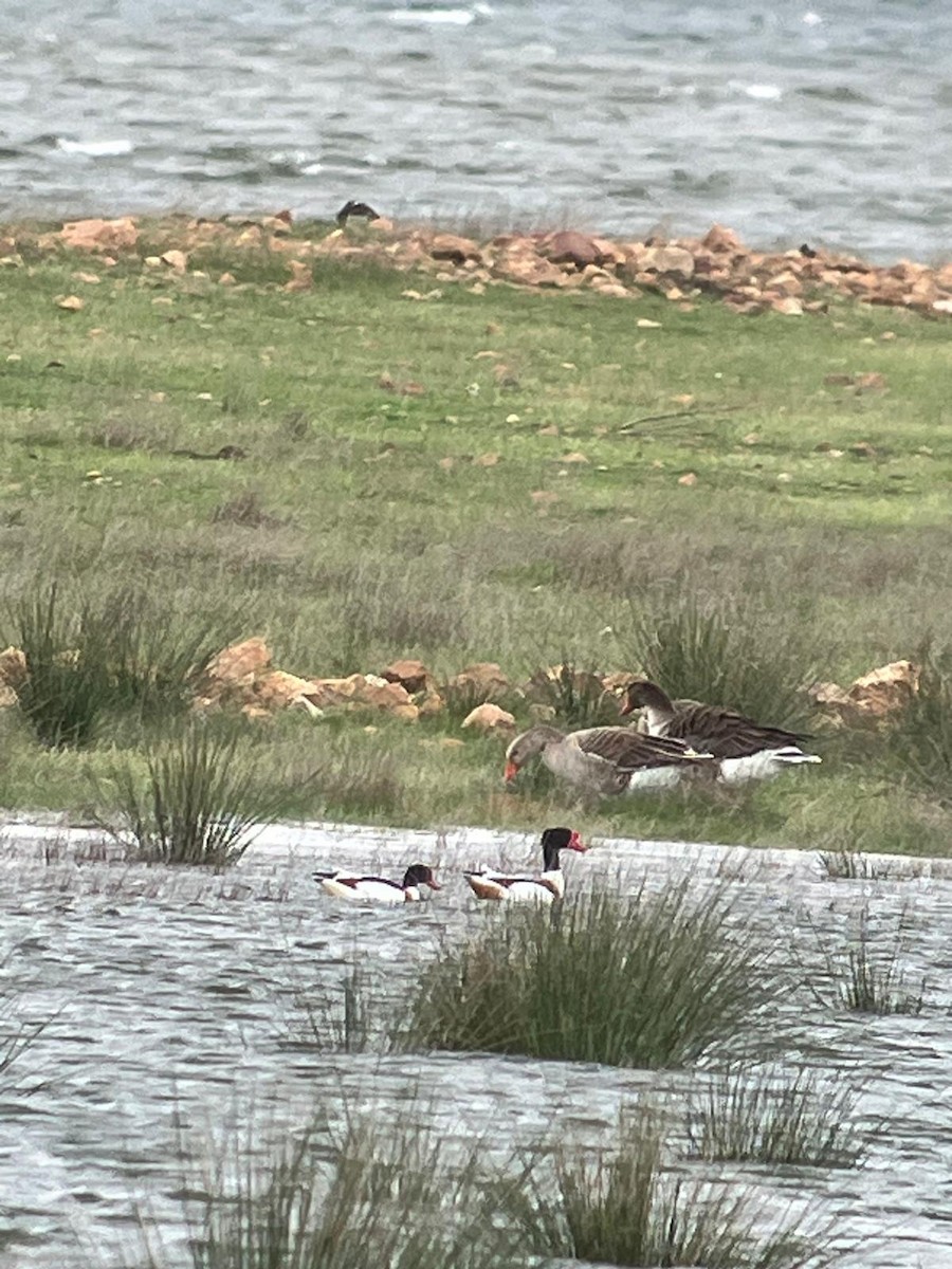 Common Shelduck - ML631747229
