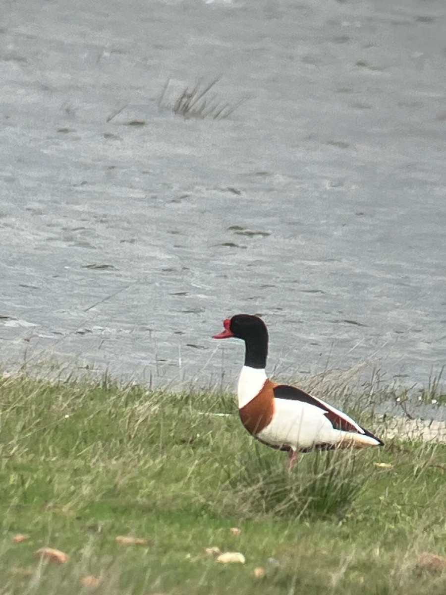 Common Shelduck - ML631747235