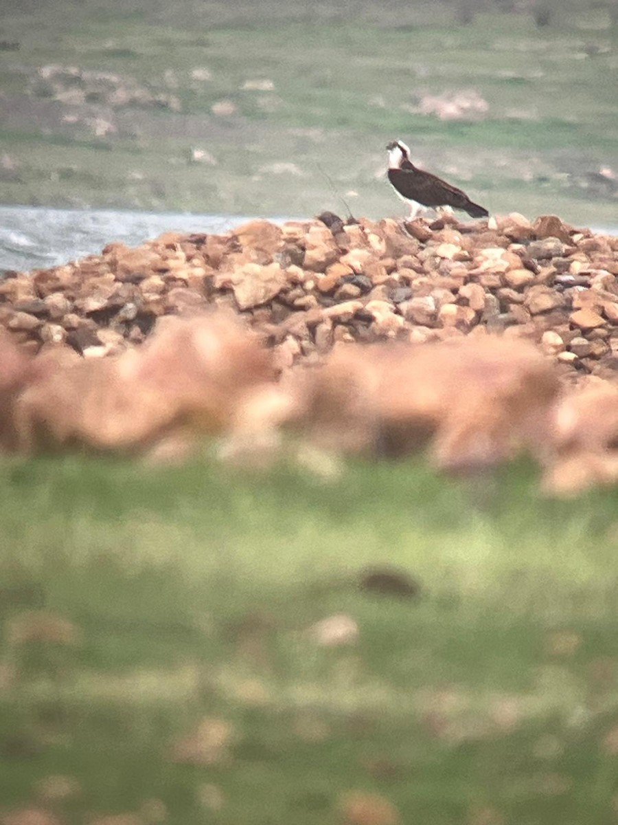 Osprey - ML631747237