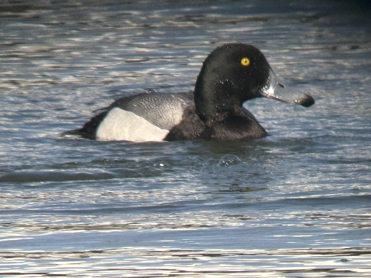 Greater Scaup - ML631747259