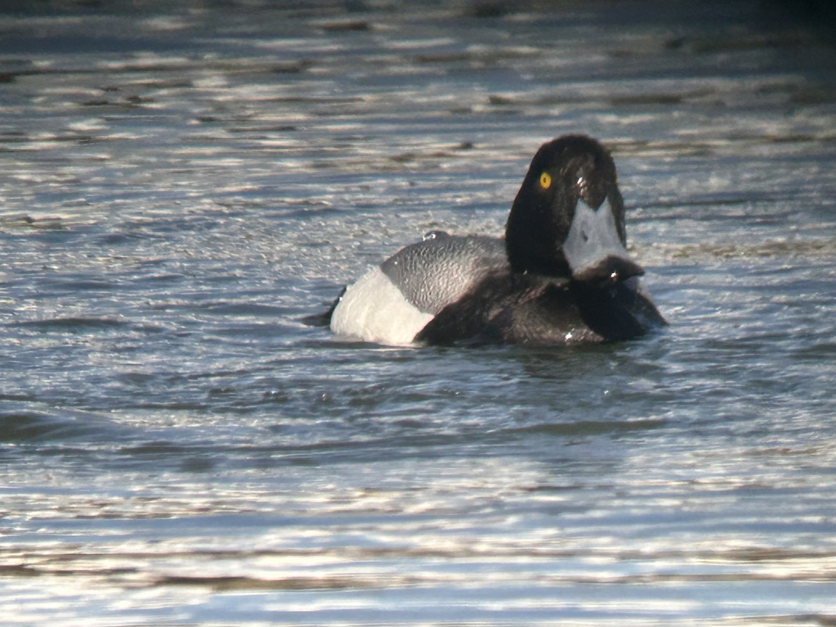 Greater Scaup - ML631747260