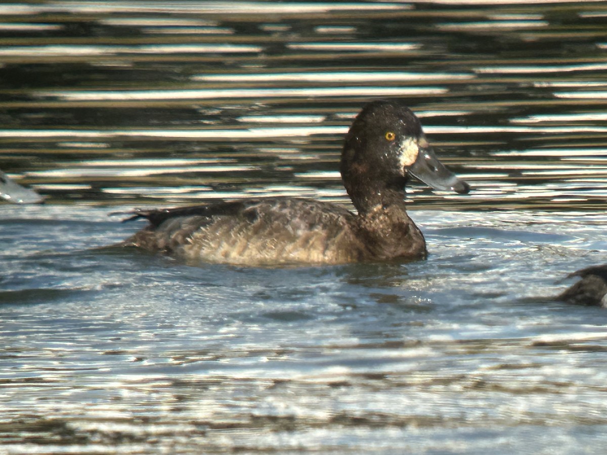 Greater Scaup - ML631747261