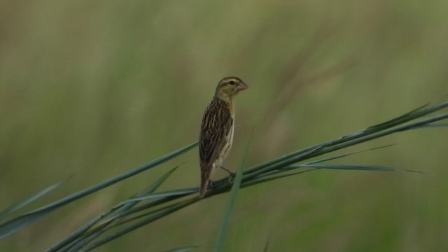 Parasitic Weaver - ML631747305