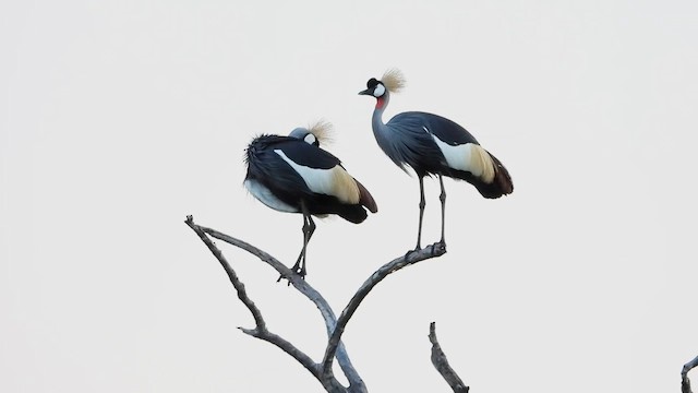 Gray Crowned-Crane - ML631747398