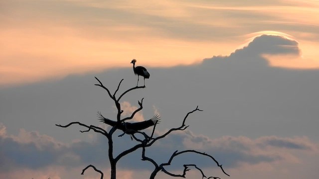 Gray Crowned-Crane - ML631747400