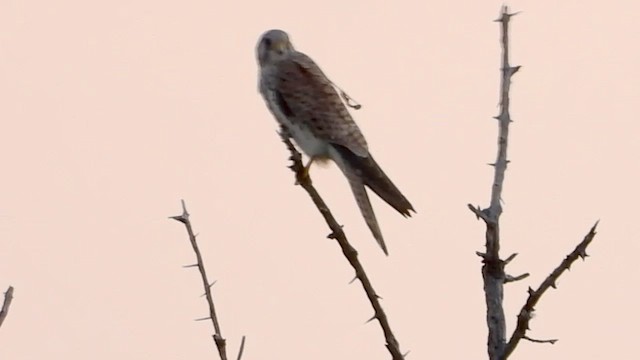 Lesser Kestrel - ML631747428