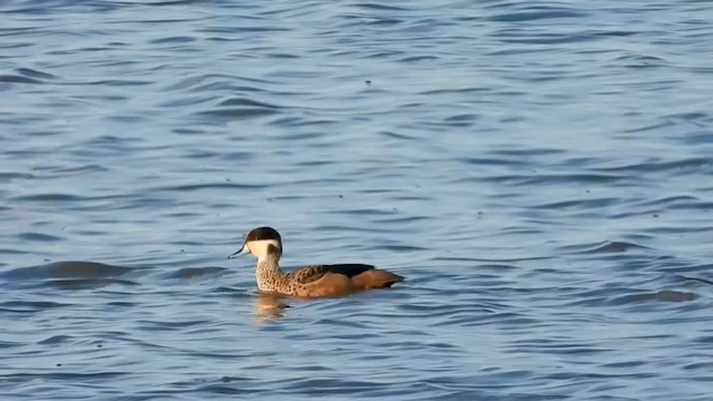Blue-billed Teal - ML631747435