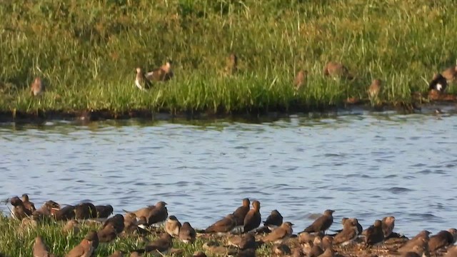 Black-winged Pratincole - ML631747448