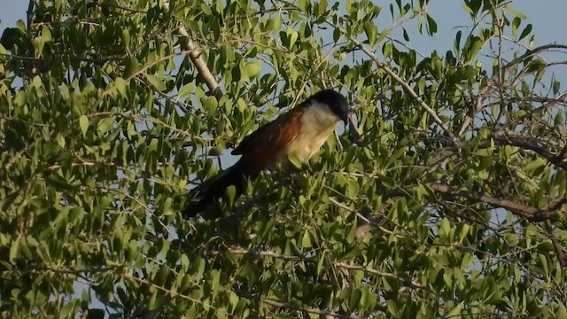 Senegal Coucal - ML631747471