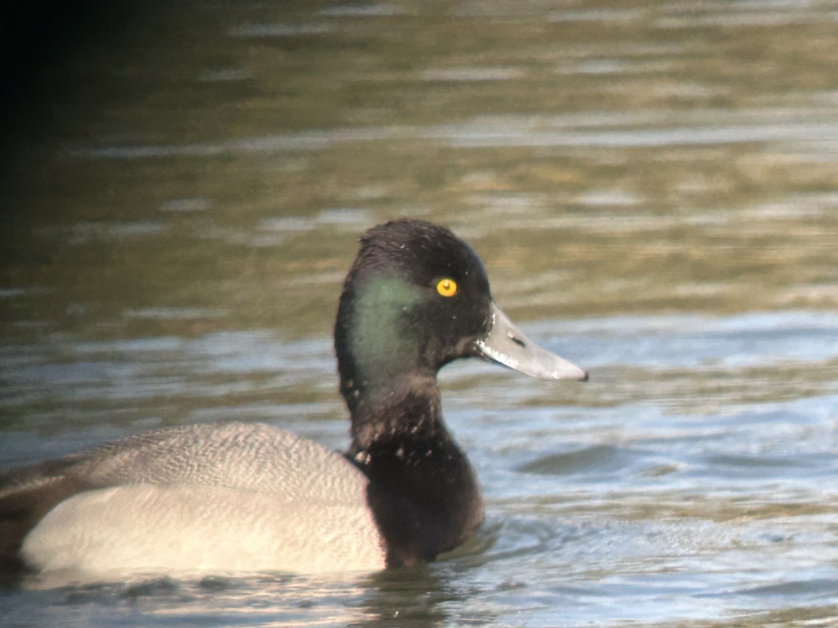 Lesser Scaup - ML631747661