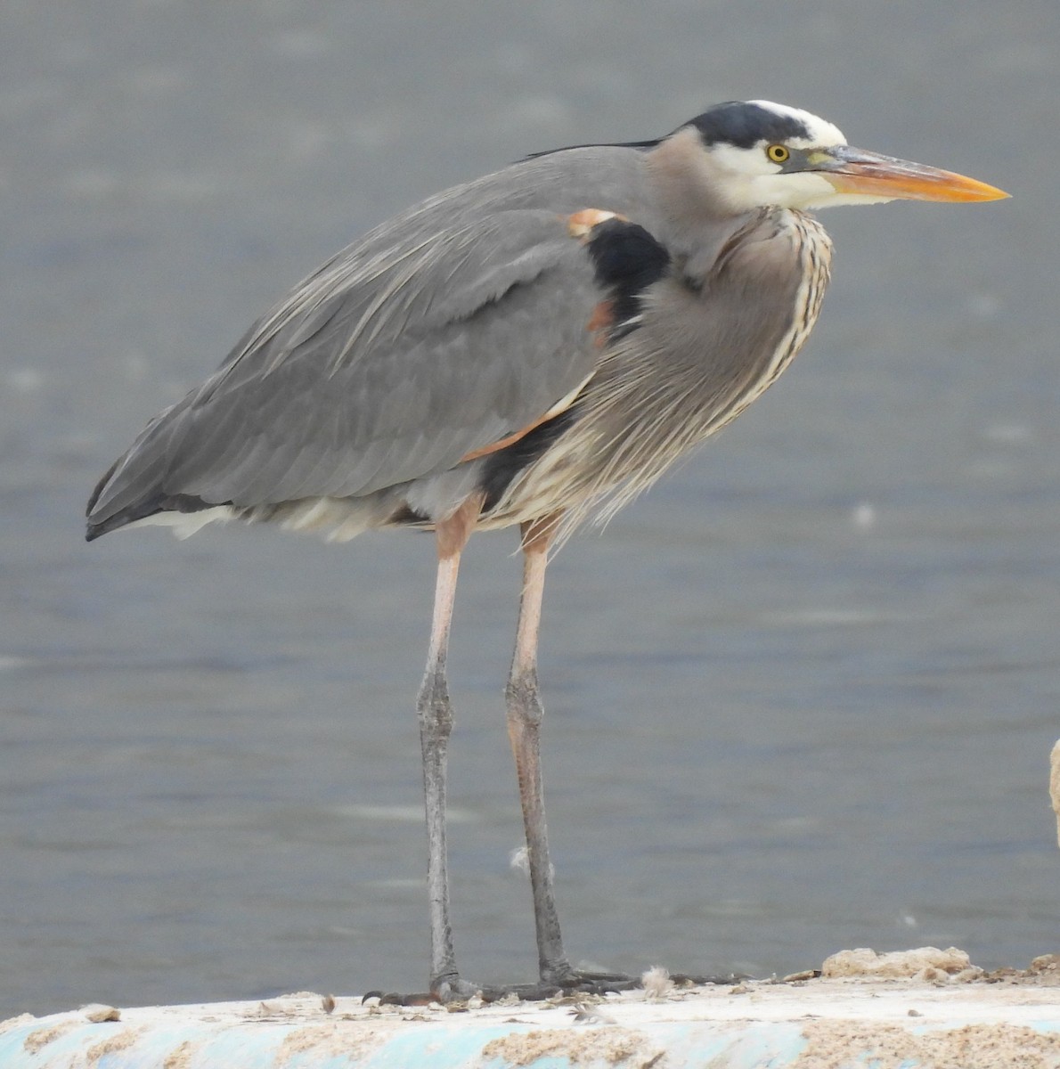 Great Blue Heron - ML631747712