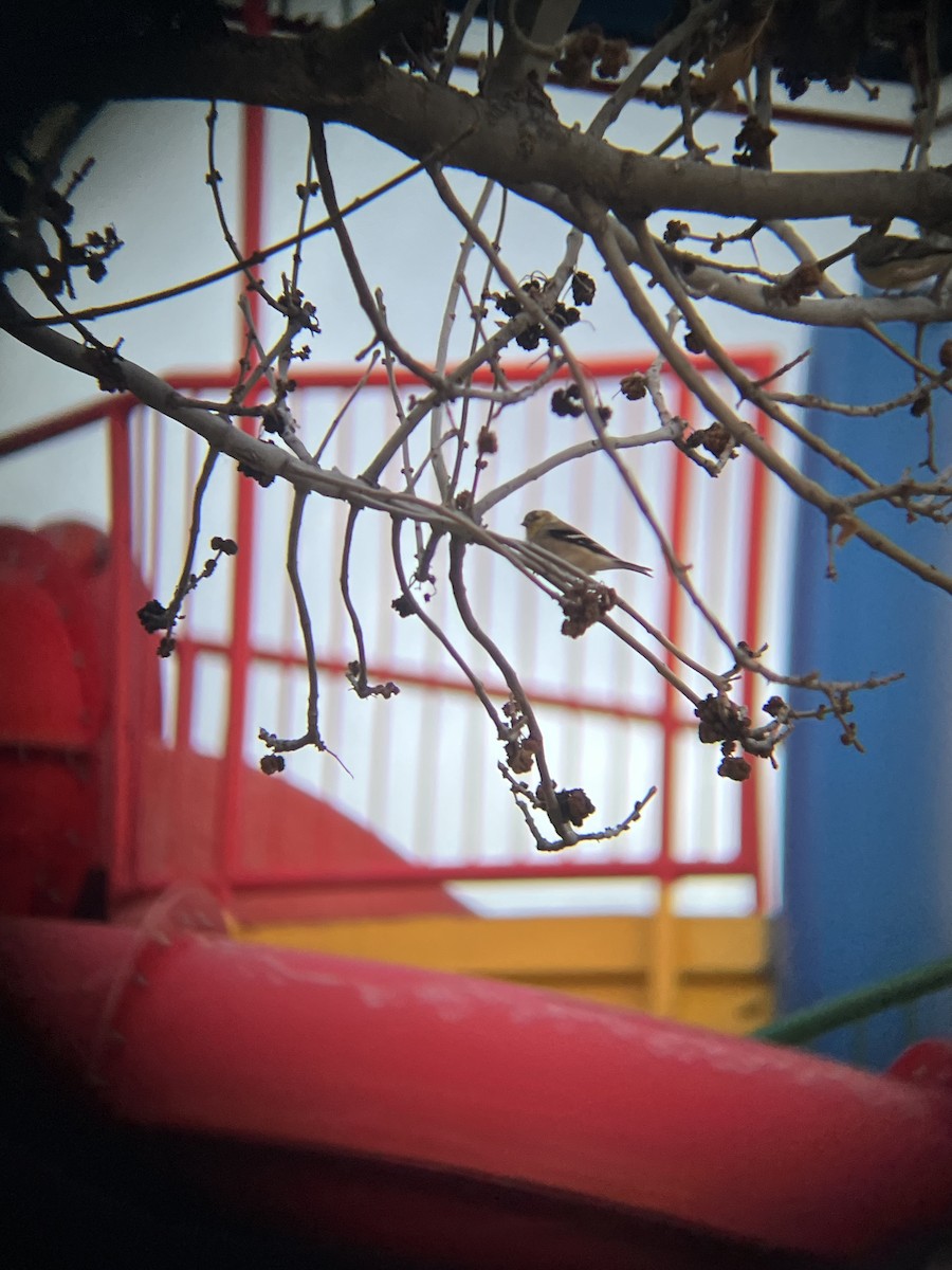 American Goldfinch - ML631747735