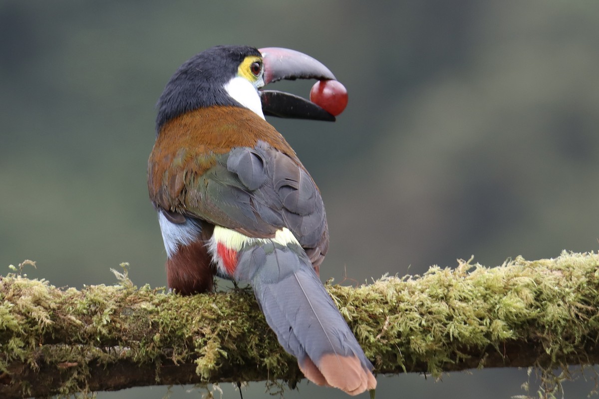 Black-billed Mountain-Toucan - ML631748070