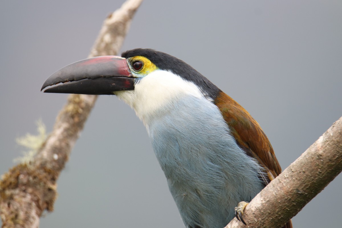 Black-billed Mountain-Toucan - ML631748071