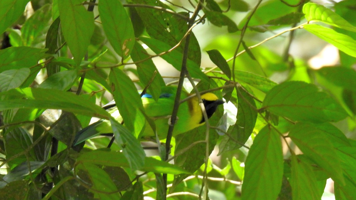 Blue-winged Leafbird - ML631748092