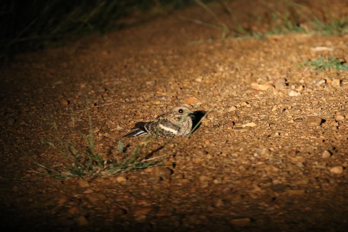 Square-tailed Nightjar - ML631748168