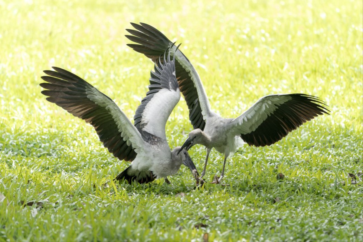 Asian Openbill - ML631748249