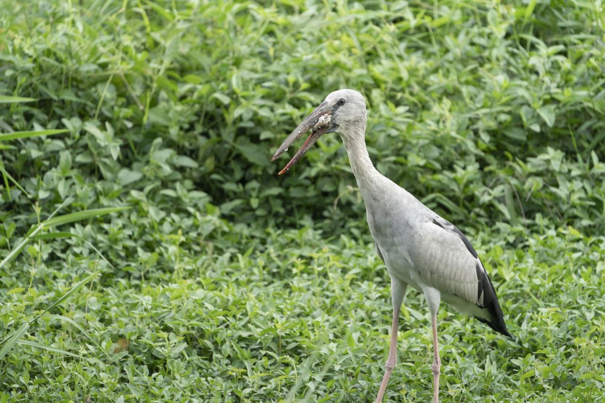 Asian Openbill - ML631748284