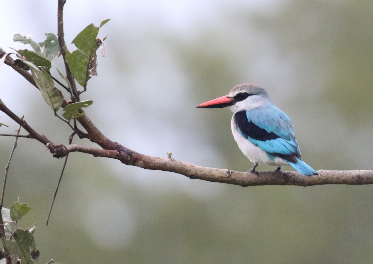 Woodland Kingfisher - ML631748331