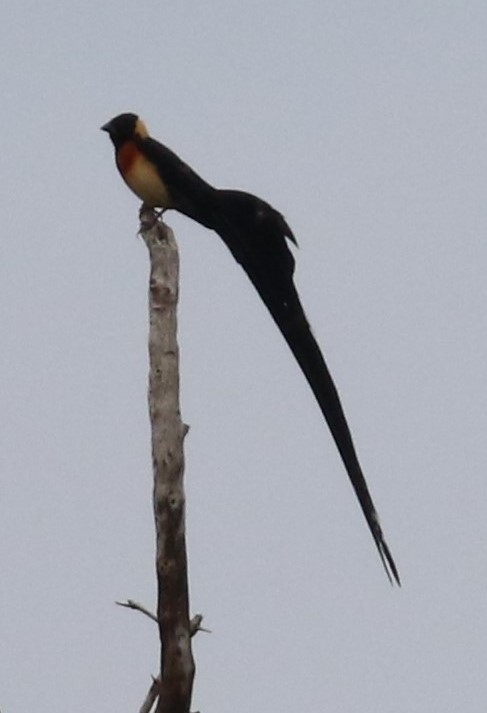 Eastern Paradise-Whydah - ML631748371