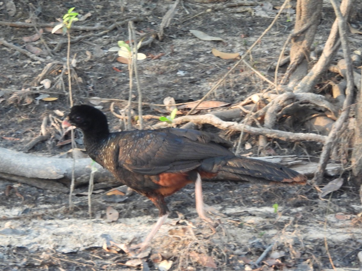 Crestless Curassow - ML631748383