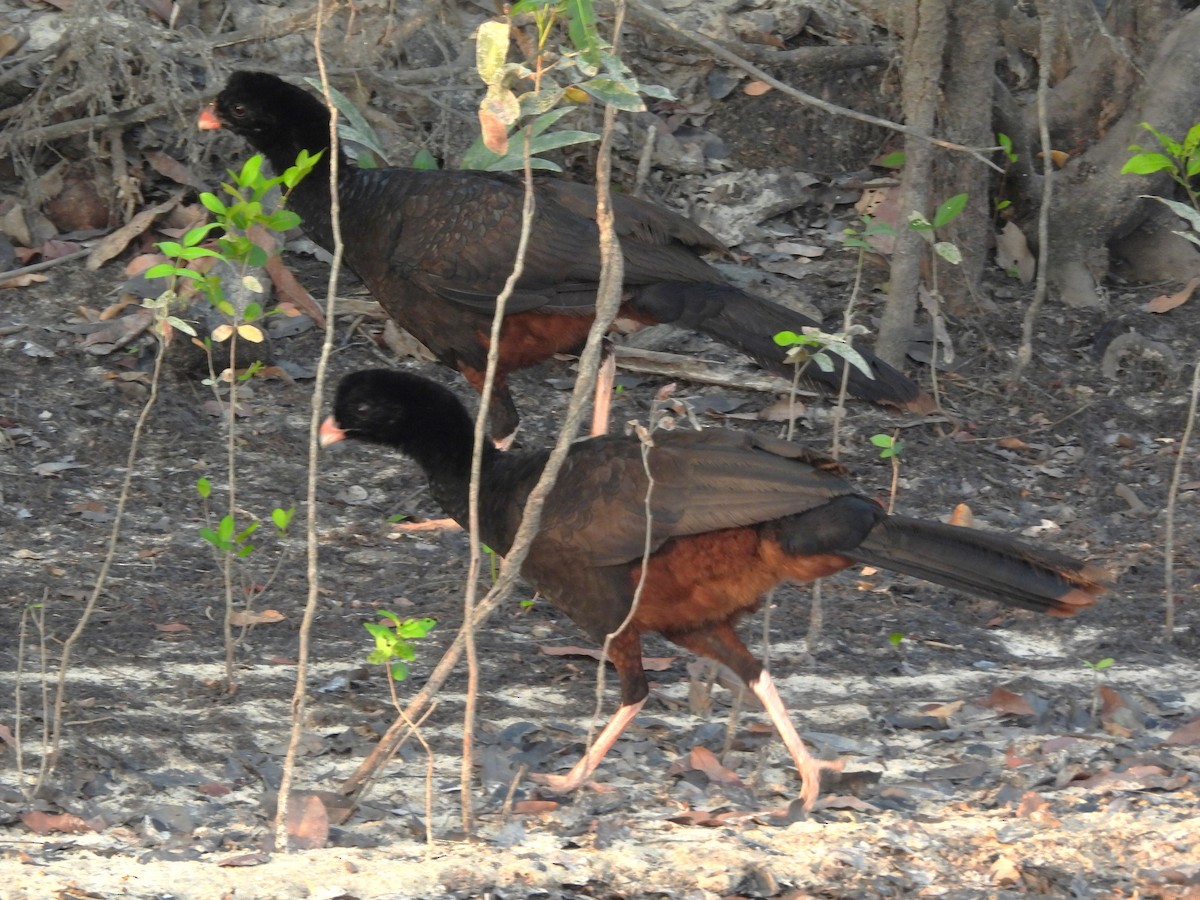 Crestless Curassow - ML631748397