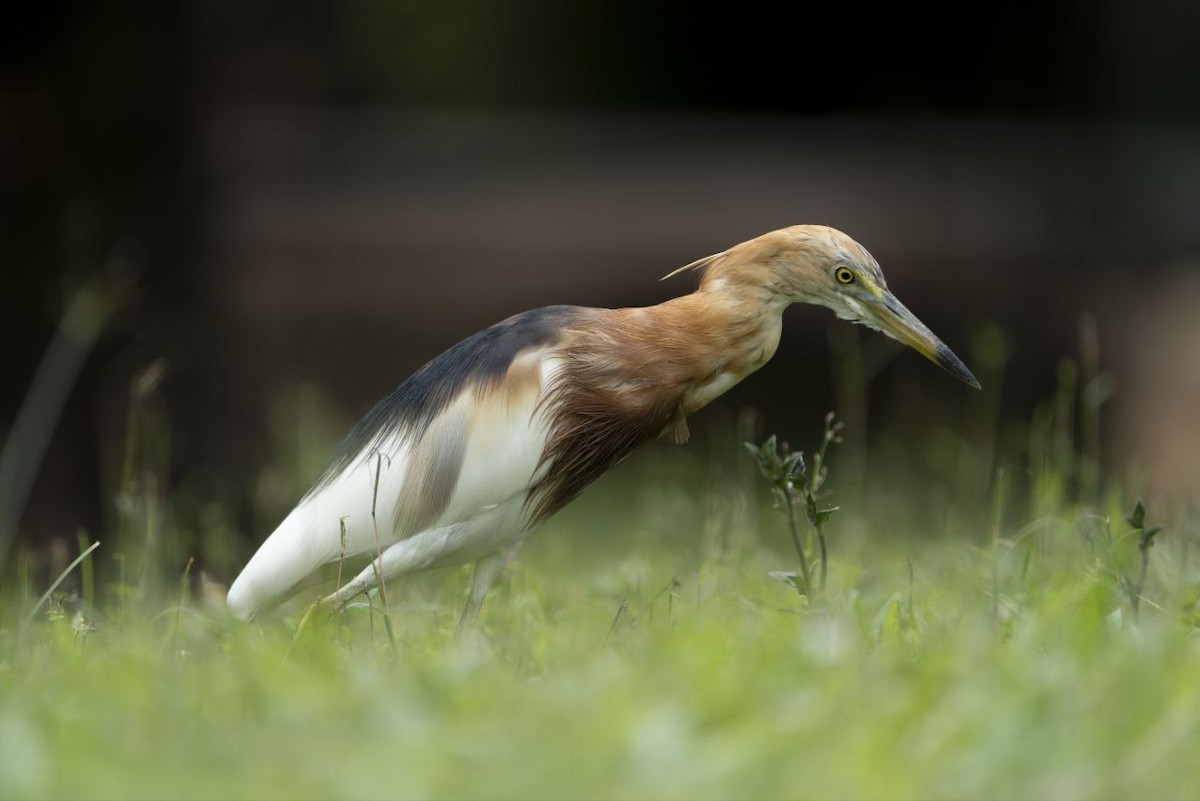 Javan Pond-Heron - ML631748417