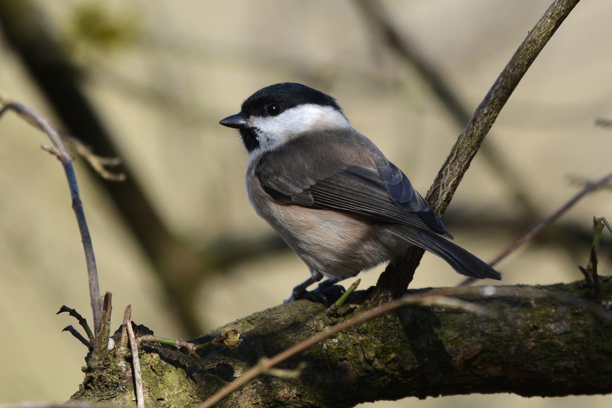 Mésange nonnette - ML631748462