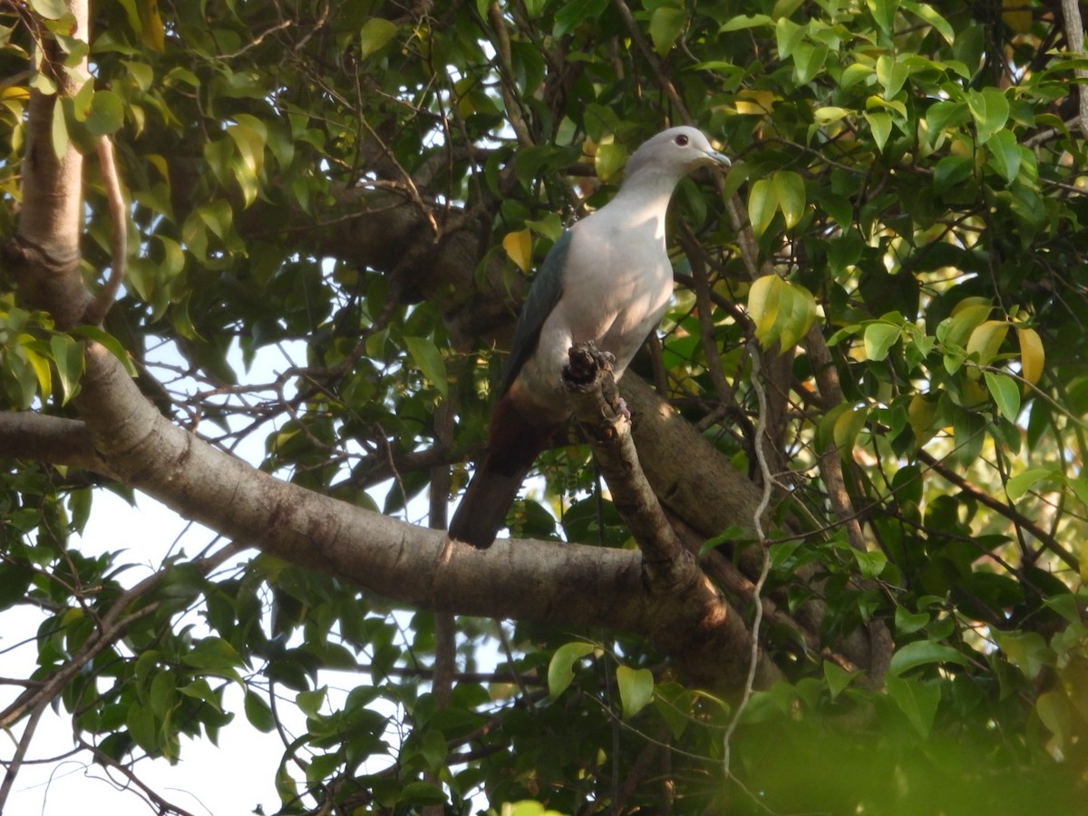 Green Imperial-Pigeon - ML631748480