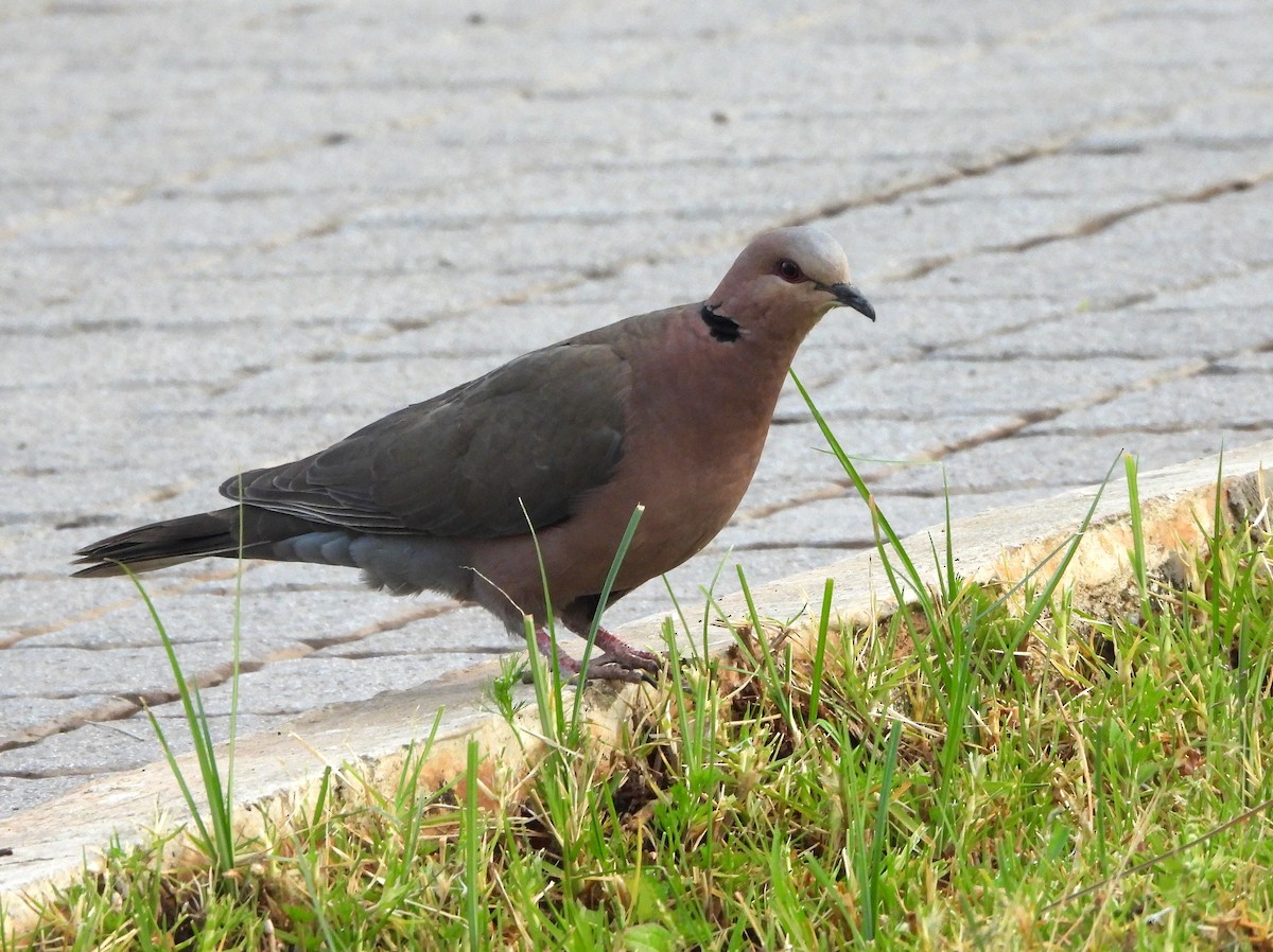 Red-eyed Dove - ML631748576