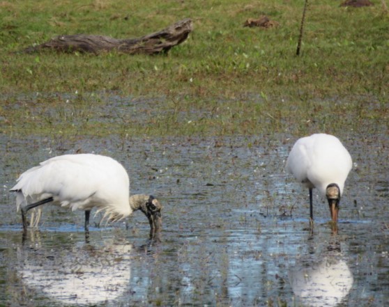 Wood Stork - ML631748591