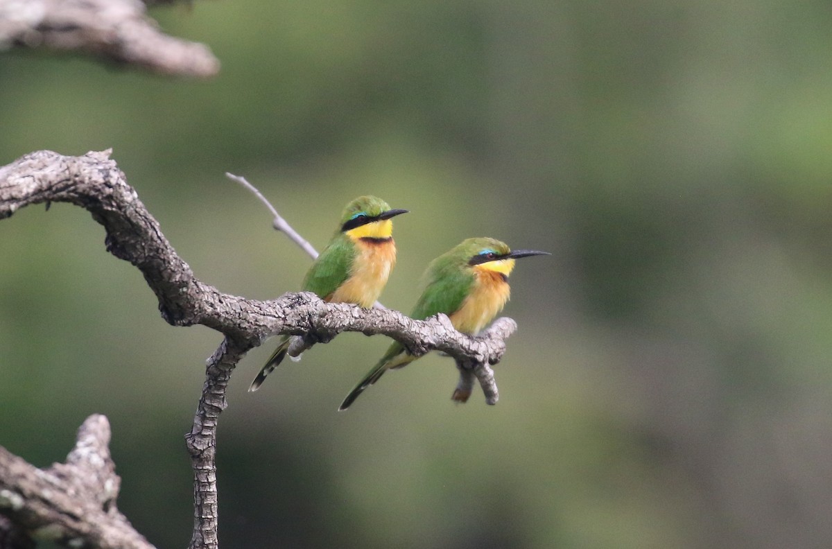Little Bee-eater - ML631748615