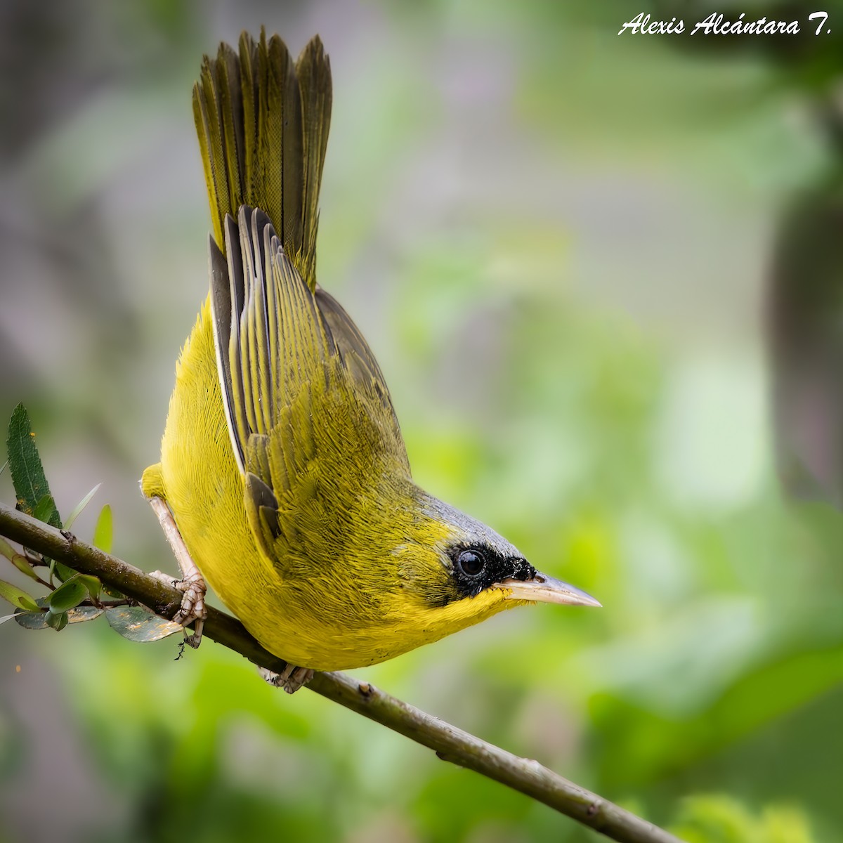 Black-lored Yellowthroat - ML631748894