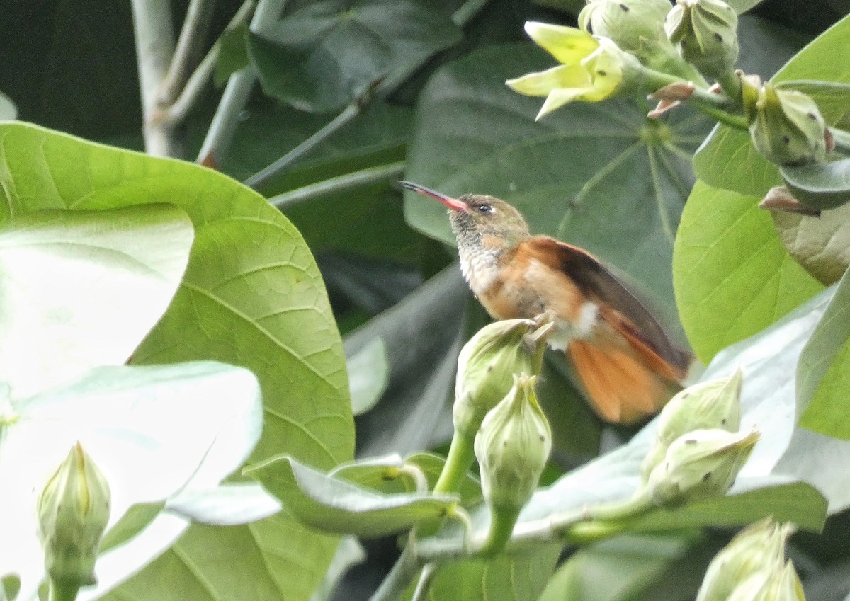ML631748902 - Amazilia Hummingbird - Macaulay Library