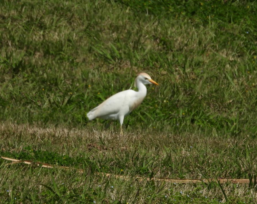 Western Cattle-Egret - ML631748958