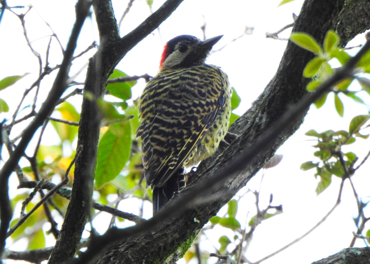 Green-barred Woodpecker - ML631749026